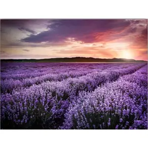 Obraz 100x70 cm Lavender Field – Wallity