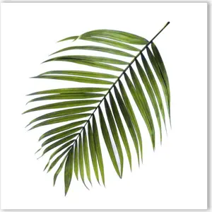 Obraz Styler Canvas Greenery Black Palm, 32 x 32 cm