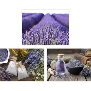 Produkt Obrazy v sadě 3 ks 30x40 cm Lavender – Casa Selección