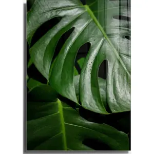 Skleněný obraz 50x70 cm Monstera – Wallity