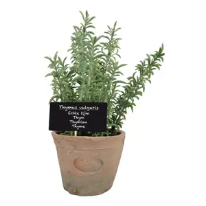 Produkt Umělá rostlina (výška 21,5 cm) Thyme – Esschert Design