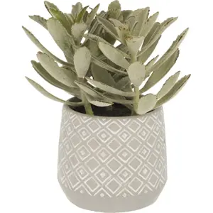 Produkt Umělý sukulent (výška 23 cm) Kalanchoe Tomentosa – Kave Home